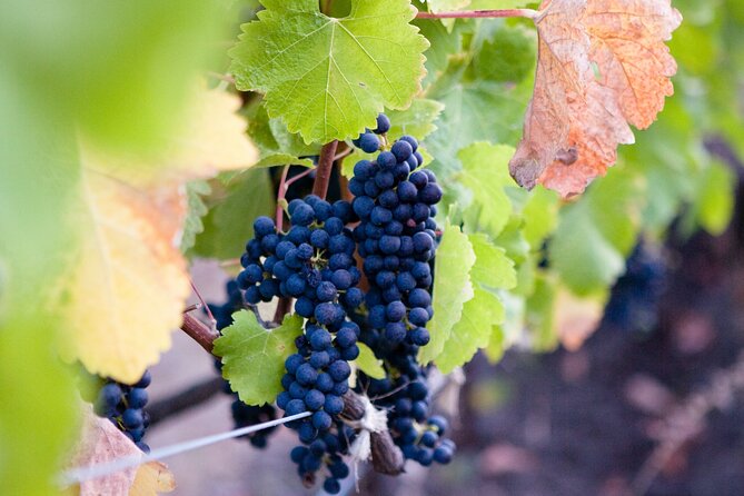 Mt Etna and Wine tasting tour from Catania - Getting to Etna with a small group