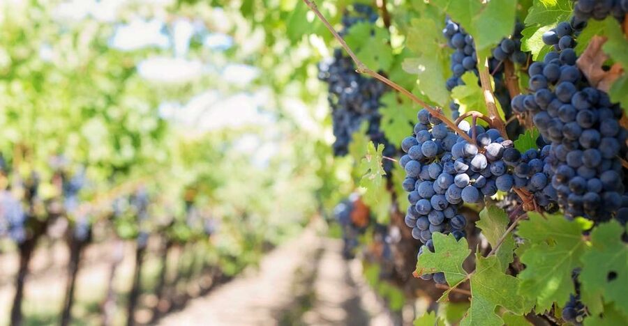 Mt Etna Private guided walking Tour with Wine Tasting - Key points to know before booking