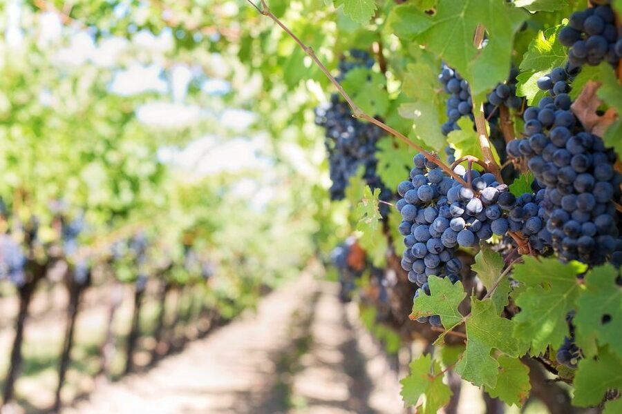 Mt Etna Private guided walking Tour with Wine Tasting - From Catania to Etna’s 1,900-meter station
