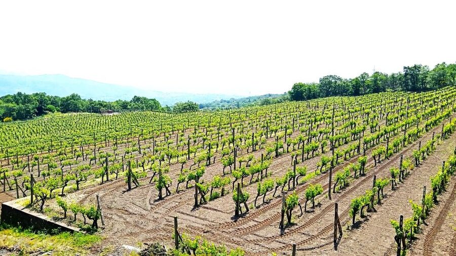 Mt Etna Private guided walking Tour with Wine Tasting - What the wine stop adds to the Etna visit