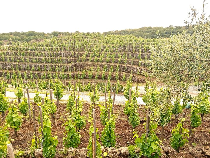 Mt Etna Private guided walking Tour with Wine Tasting - Should you book this private Mt Etna tour?