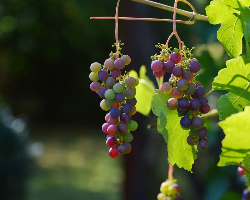 Mt Etna Private guided walking Tour with Wine Tasting - Seeing Etna through lava flows and side craters
