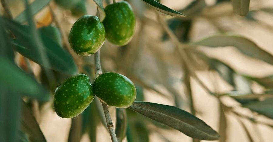 Oil & Wine Tasting - Organic production and Sicilian flavor