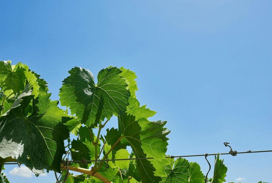 Oil & Wine Tasting - The role of the guide