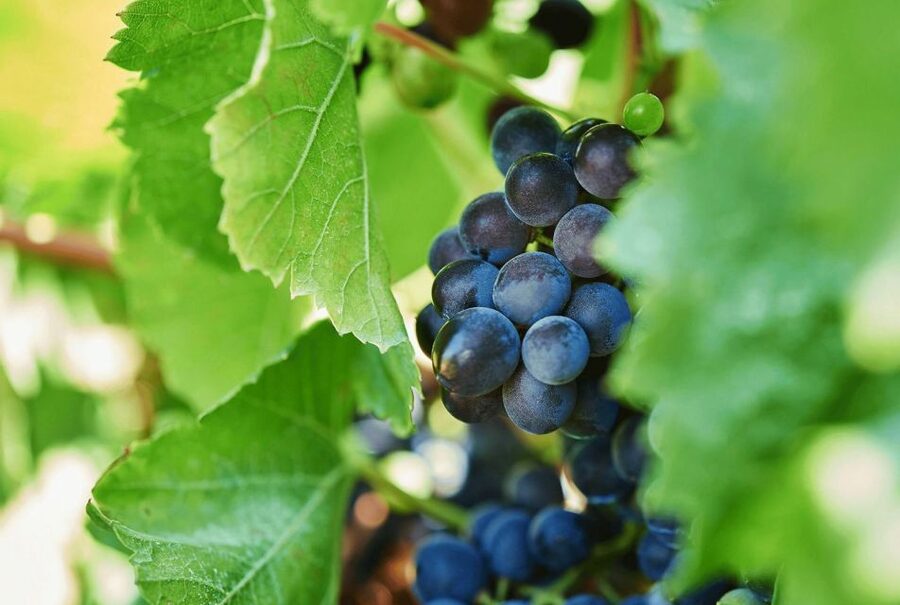 Oil & Wine Tasting - Is $35 a fair price?
