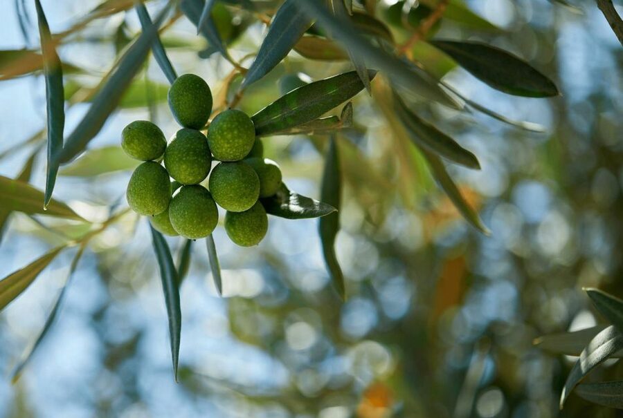 Oil & Wine Tasting - How the timing fits a Sicily itinerary