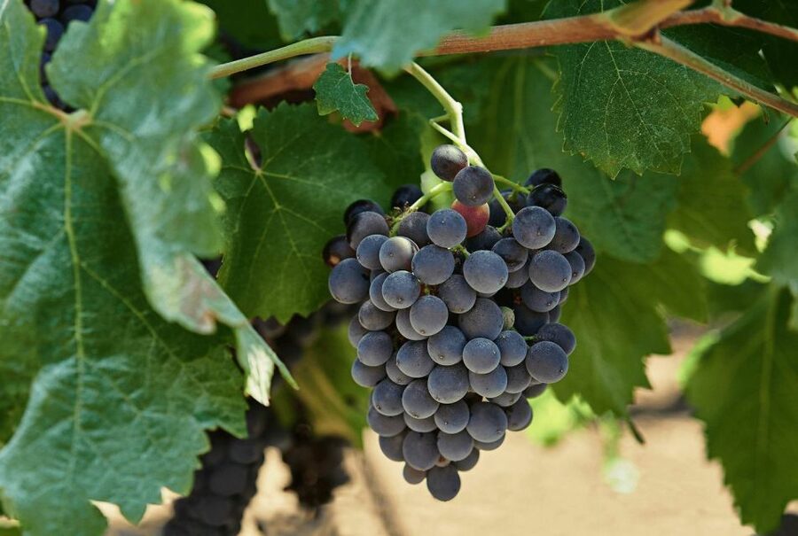 Oil & Wine Tasting - The historic cellar and the seated tasting