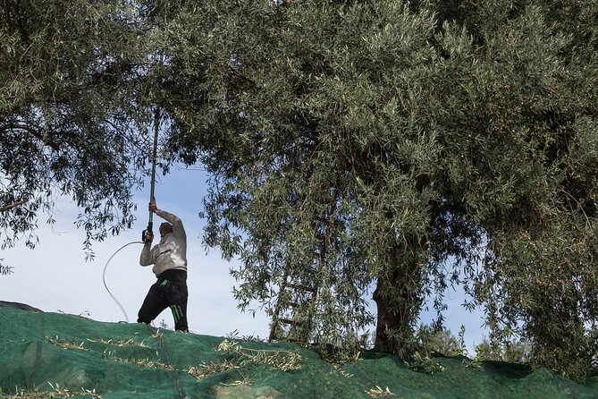 Olive harvest, visit to the oil mill and typical lunch - The tasting shows why production matters