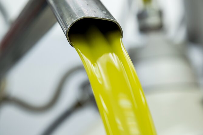 Olive harvest, visit to the oil mill and typical lunch - Getting to Terra Surti from Syracuse or Catania