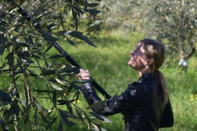 Olive Oil Experience - Walking Through the Montevago Olive Grove