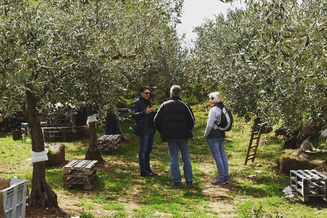 Olive Oil Experience - Is Amodeo’s Farm Worth Booking?