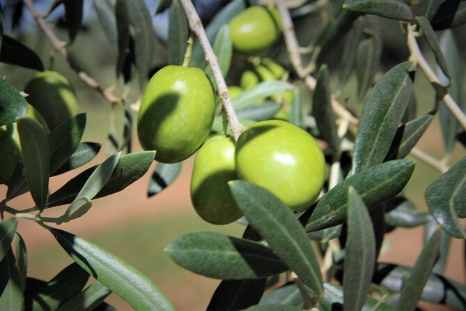 Olive Oil Tasting & Historic Olive Mill Tour in Ragusa area - Group size, timing, and who will enjoy it most