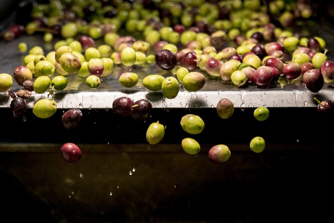Olive Oil Tour Visit to the oil mill and olive oil tasting - What makes this olive oil visit worth your time