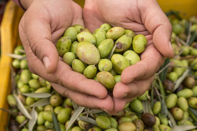 Olive Oil Tour Visit to the oil mill and olive oil tasting - Learning how to taste extra virgin olive oil