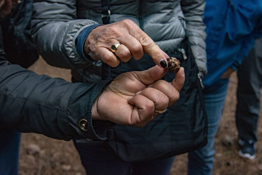 Palazzolo Acreide: Truffle Hunt with 5-Course Meal and Wine - From Forest Find to Kitchen Lesson