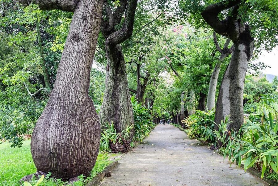 Palermo: Botanical Garden Entry Ticket and Palermo Audio App - The plant collections: palms, cycads, and succulents