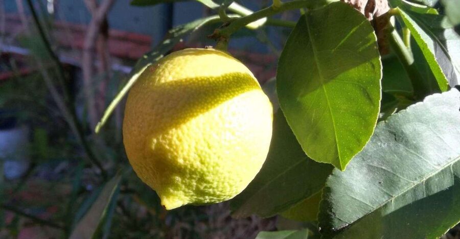 Palermo: Cooking and Limoncello Class - Why the Private Group Format Matters