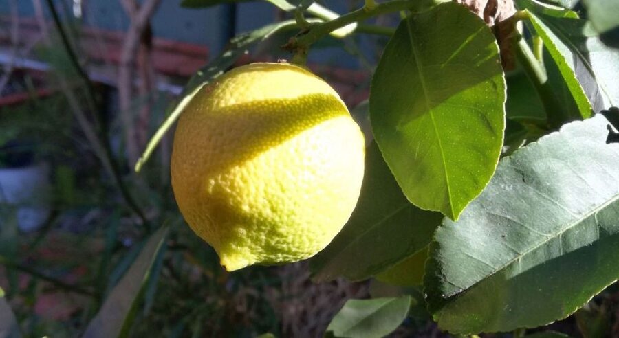 Palermo: Cooking and Limoncello Class - The Limoncello Lesson and Take-Home Bottle