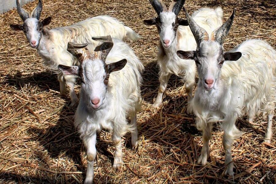 Partinico: Farm's Animals and Aromatic Garden Experience - How this compares with a standard animal visit