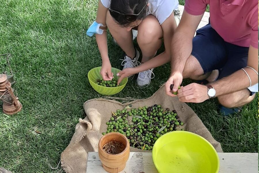 Partinico: Olive Harvest with Wine Tasting and Brunch - Key points to know before you book