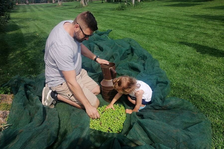 Partinico: Olive Harvest with Wine Tasting and Brunch - Why the autumn harvest matters in Sicily