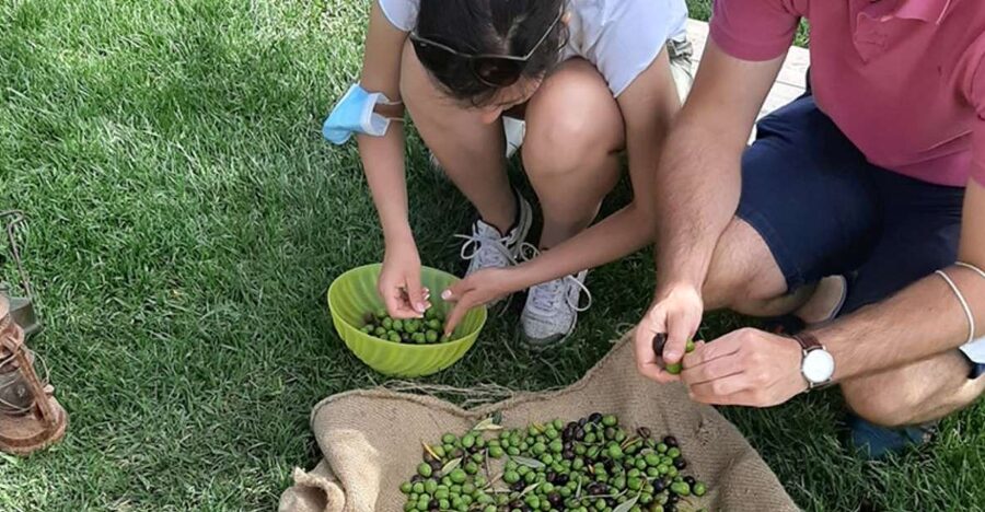 Partinico: Olive Harvest with Wine Tasting and Brunch - Tasting the first extra-virgin olive oil