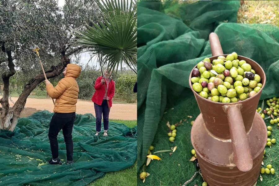 Partinico: Olive Harvest with Wine Tasting and Brunch - A five-part brunch from the farm garden