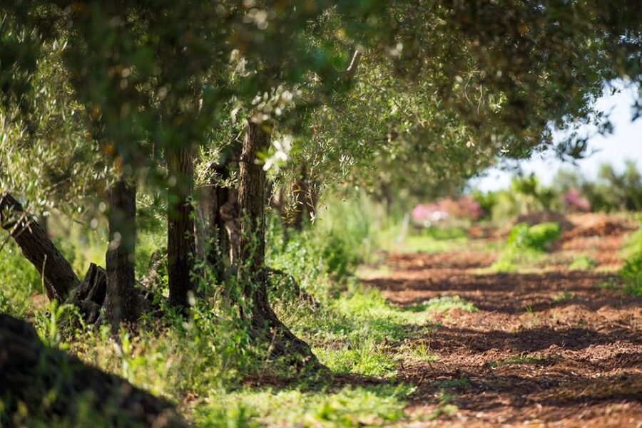 Partinico: Olive Harvest with Wine Tasting and Brunch - How the two-hour schedule works