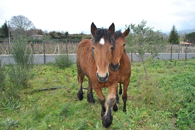 Private Horseback Riding Tour on Etna Area + Traditional Lunch - A Sicilian lunch with a generous table