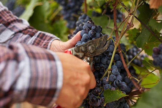 Private visit to the cellars of Etna with wine tasting - Inside the Etna cellars