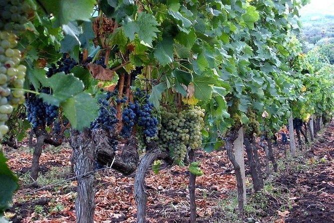 Private visit to the cellars of Etna with wine tasting - Who will get the most from this tour?