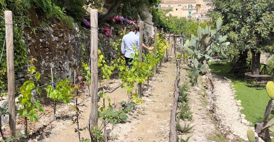 Radici: IImmerse yourself in the heady scents of our garden - Key points at a glance