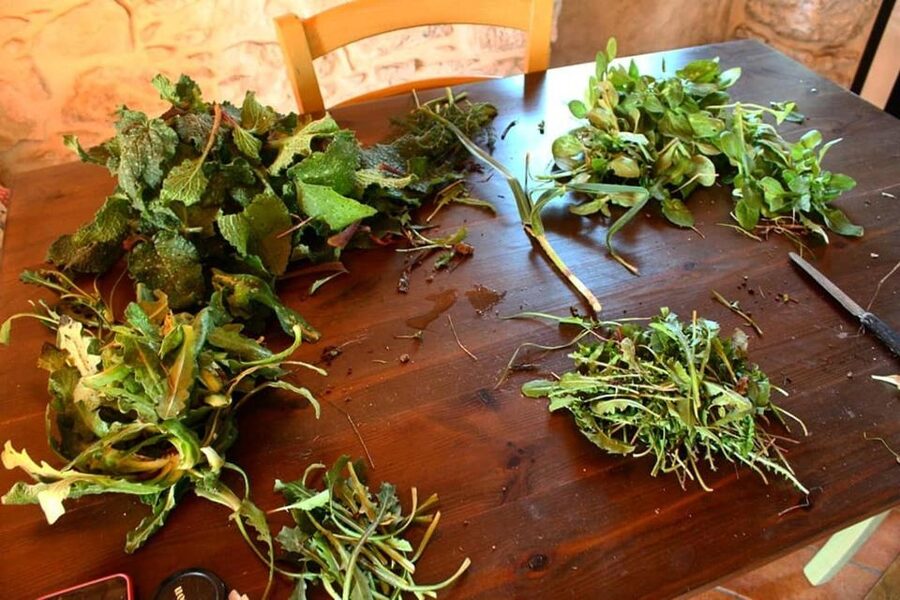 Ragusa Countryside Home Cooking Class & Meal - Picking ingredients from the organic garden