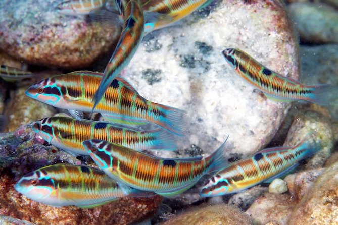 Relaxing snorkeling tour at the Isola Bella Marine Park Taormina - Sicilian wine and almond biscuits at 12:30 p.m.