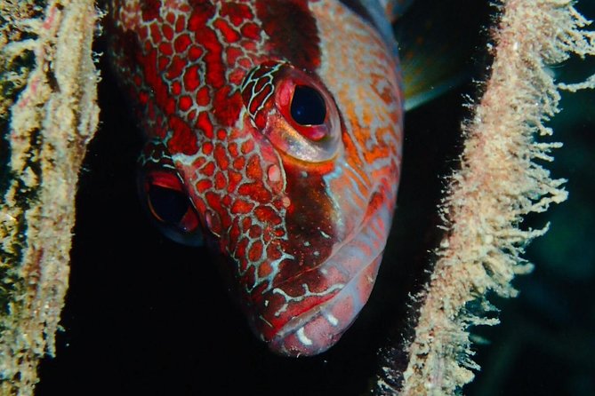 Scuba Diving Experience in Taormina - Shore sites and boat trips around the coast