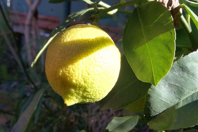 Sicilian Cooking Class in Palermo - From the market to a Palermo home kitchen