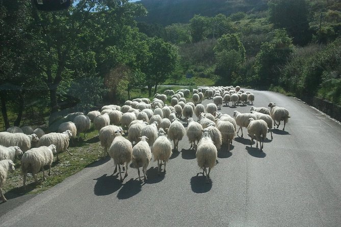 Sicilian Villages & Ricotta Tasting - including Lunch from Cefalu - How the guide affects the day