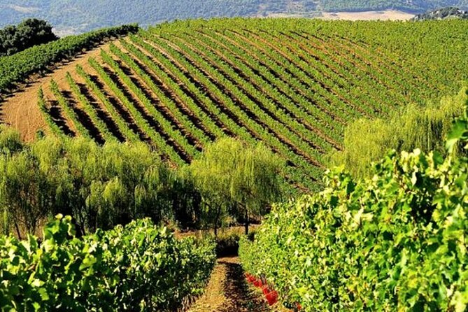 Sicilian Winery Tour with Wine Tasting from Palermo - Why the Etna and Palermo comparison matters