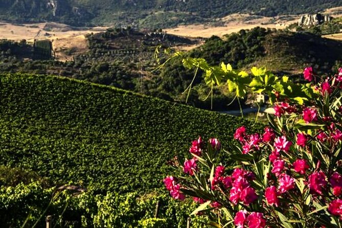 Sicilian Winery Tour with Wine Tasting from Palermo - Alessandro’s role in the experience