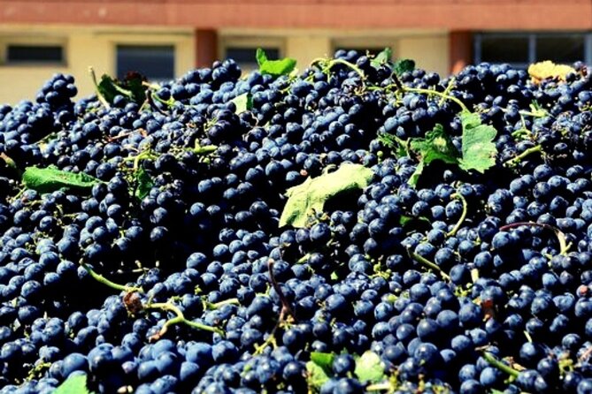Sicilian Winery Tour with Wine Tasting from Palermo - Timing, booking, and cancellation