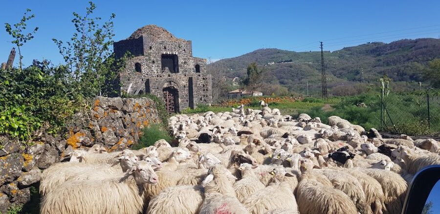 Sicily: Mount Etna 4x4 Jeep Tour with Lava Caves & Forests - Piano Provenzana and the ruins of Hotel Le Betulle