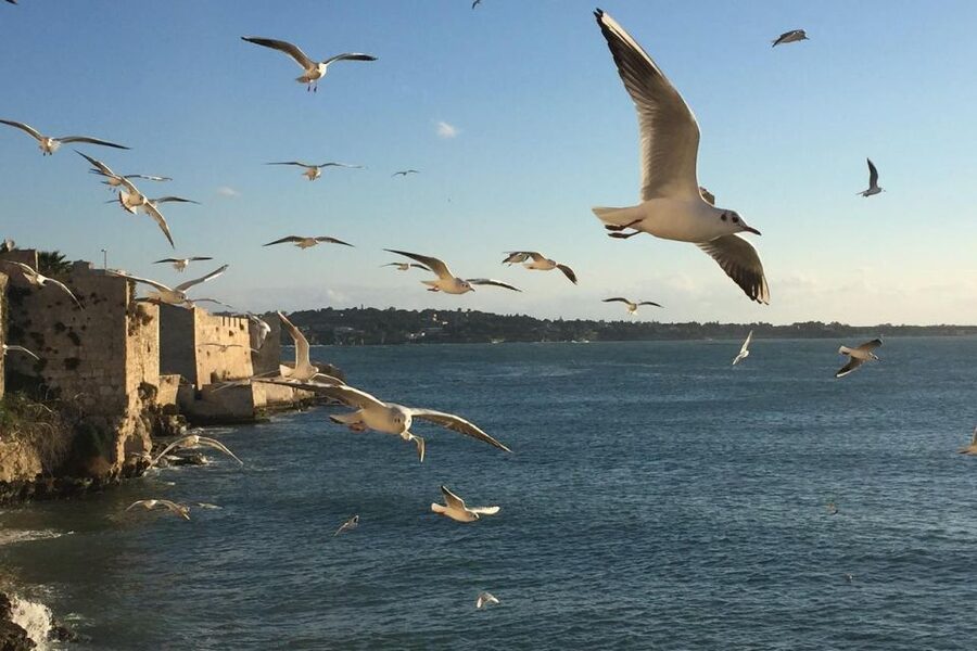 Siracusa: Ortygia Island Boat Tour with Grotto Visit - The monuments you see along the route