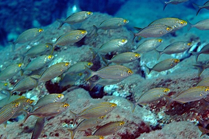 Snorkeling at Isola Bella Marine Park Taormina - Timing, meeting point, and cancellation terms