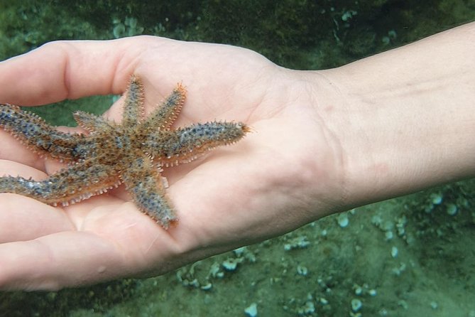 Snorkeling in Ustica (observation of marine flora and fauna) - What you see beneath the surface