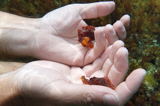 Snorkeling in Ustica (observation of marine flora and fauna) - A one-hour route with no wasted travel time