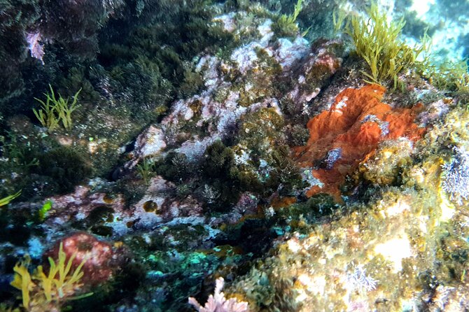 Snorkeling in Ustica (observation of marine flora and fauna) - Equipment, comfort, and confidence in the water