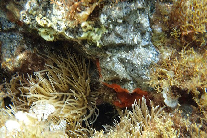 Snorkeling in Ustica (observation of marine flora and fauna) - Who should book this Cala Sidoti outing?