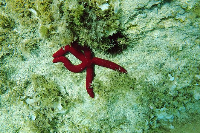 Snorkeling in Ustica (observation of marine flora and fauna) - Vittorio’s role in the experience