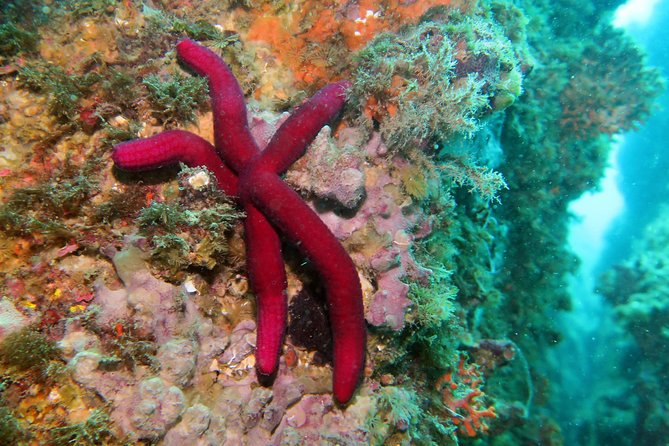Snorkeling tour around the Isola Bella Nature Reserve - Cape Taormina, the final change of scenery