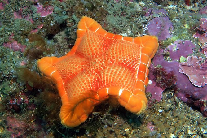 Snorkeling tour around the Isola Bella Nature Reserve - Is $45.86 a fair price?